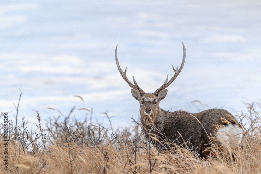 sika deer male standing in the brush and the snow sika deer male standing in the brush and the snow