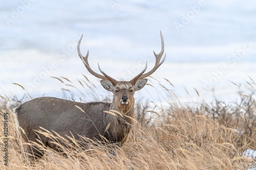 sika deer male standing in the brush and the snow © Godimus Michel