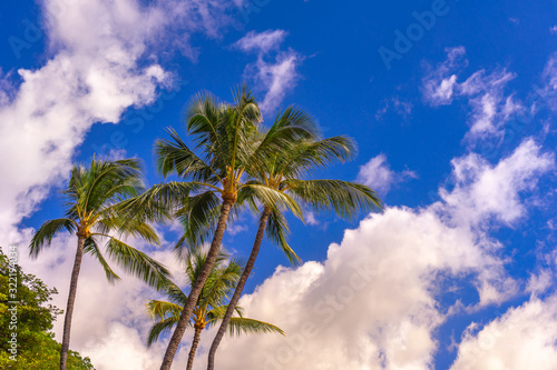 Group of tropical palm trees with blue sky and clouds