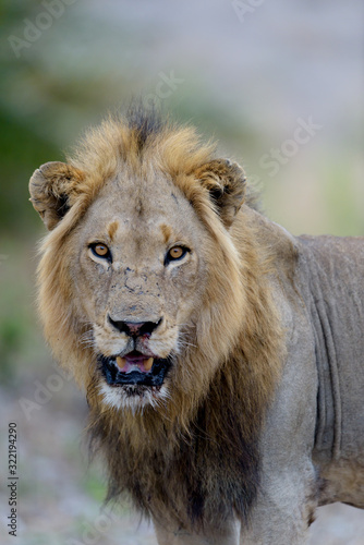 Male lion in the wilderness, single lion Africa