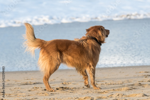 A brown dog plays on the beach with its owner