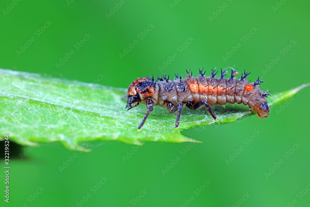 Ladybug larvae in natural state, north China Ladybug larvae in natural state, north China