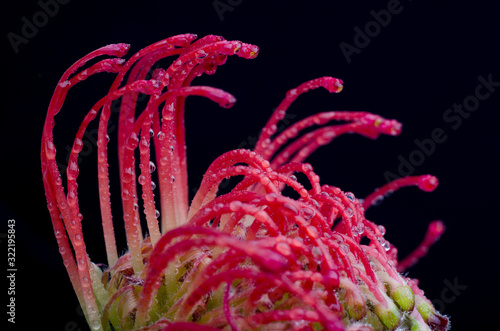 Leucospermum cordifolium, red pincushion-protea. Close up of a beautiful protea pincushion flower, symbol of strength, perseverance, prosperity. photo