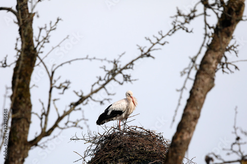 Weißstorch, Storch mit Nest auf Baum.