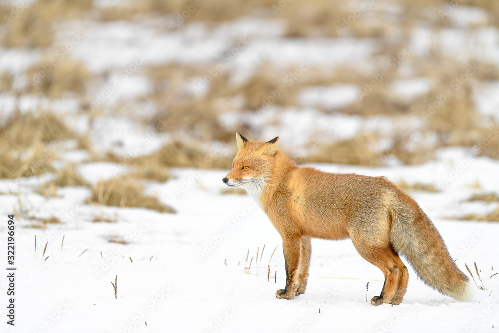 Japanese red fox standing in the brush and the snow in winter