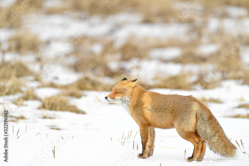Japanese red fox standing in the brush and the snow in winter © Godimus Michel
