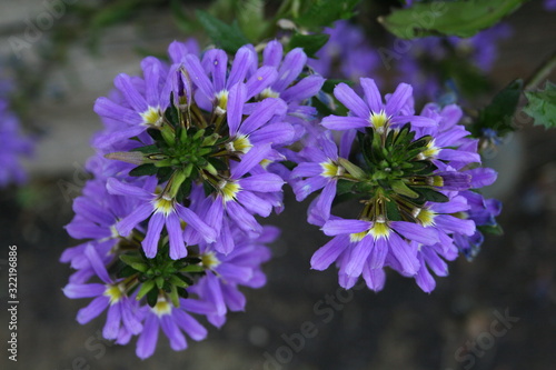 purple-blue aster flowers wildflowers
