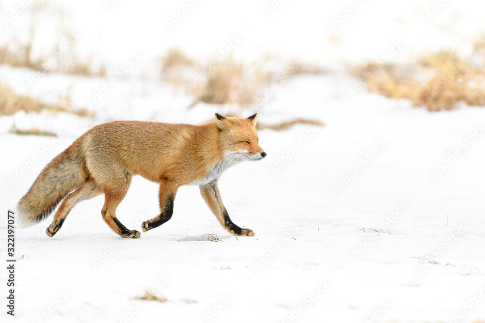 Obraz premium Japanese red fox standing in the brush and the snow in winter
