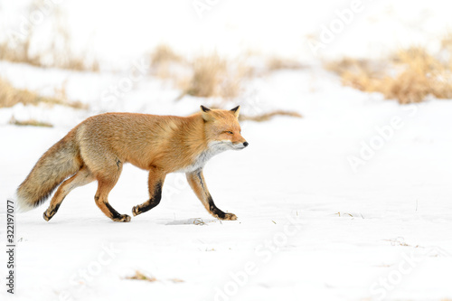 Japanese red fox standing in the brush and the snow in winter