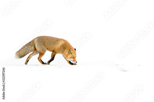 Japanese red fox standing in the pure white snow of Hokkaidp