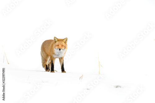 Japanese red fox standing in the pure white snow of Hokkaidp