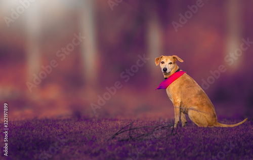 perro fine art colores retrato fotograf  a mascotas atardecer