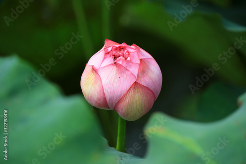 Lotus in a pond  northern China