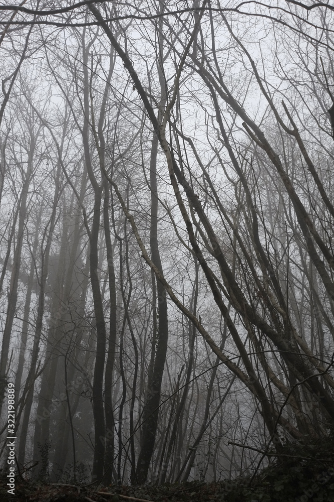 Gloomy winter day in the woods Gloomy winter day in the woods