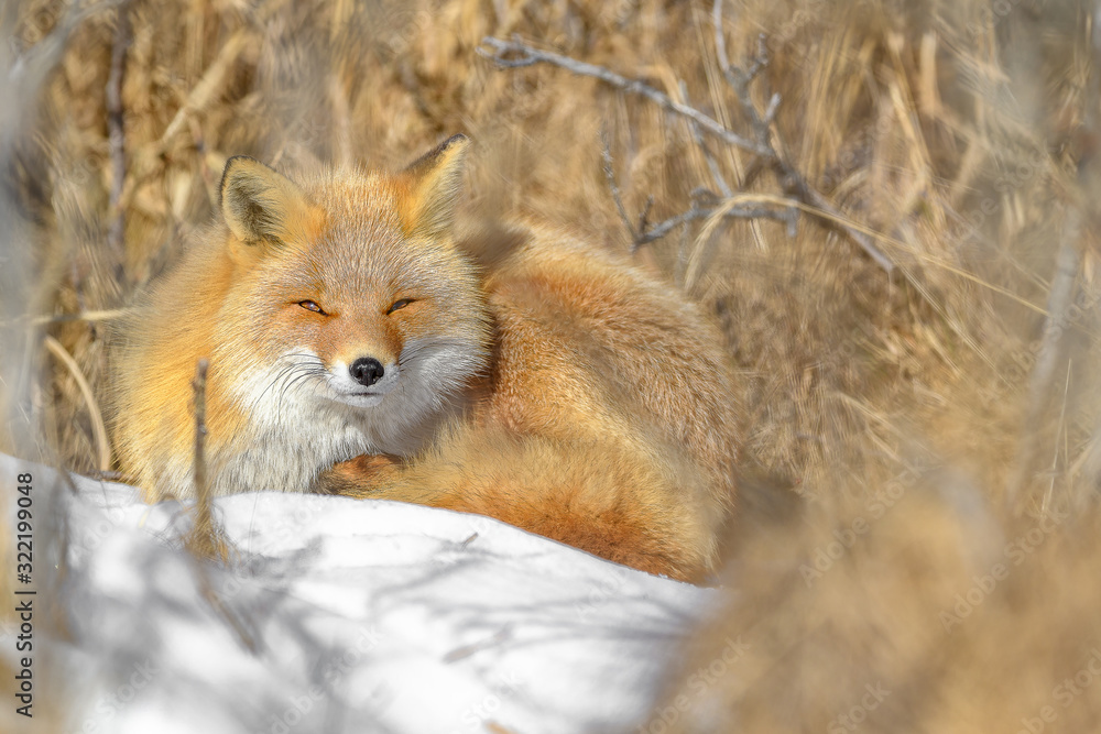 Japanese red fox resting in the brush and the snow in winter Japanese red fox resting in the brush and the snow in winter