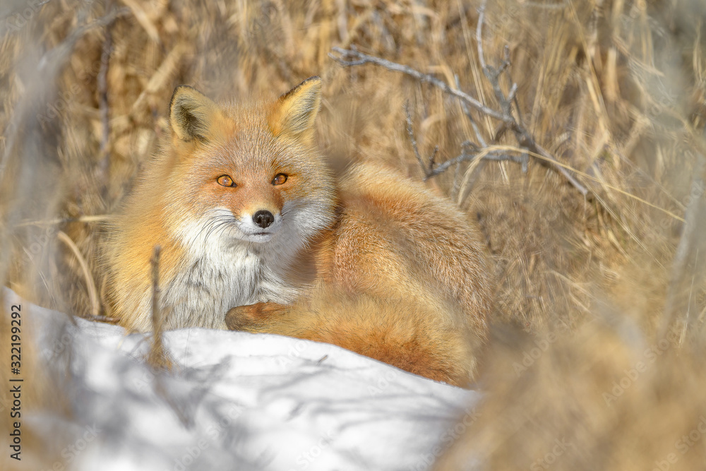 Obraz premium Japanese red fox resting in the brush and the snow in winter