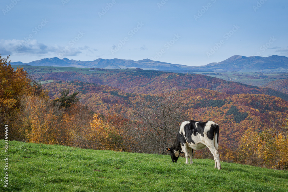 Vache noir et blanc et Massif du Sancy par une belle journée d'automne