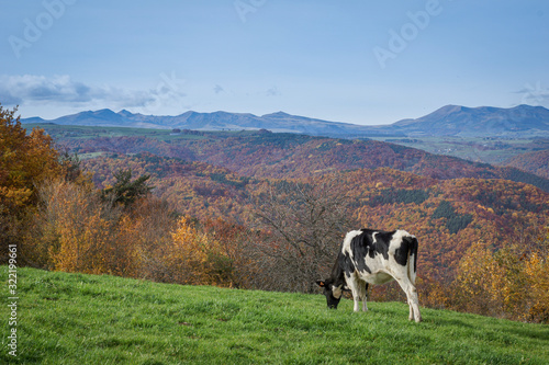 Vache noir et blanc et Massif du Sancy par une belle journée d'automne