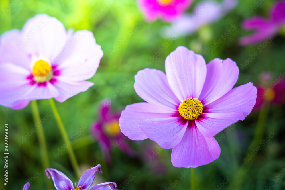  Beautiful Cosmos flowers in garden. Nature background.