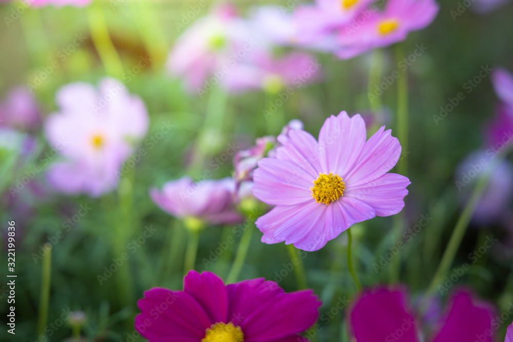  Beautiful Cosmos flowers in garden. Nature background.