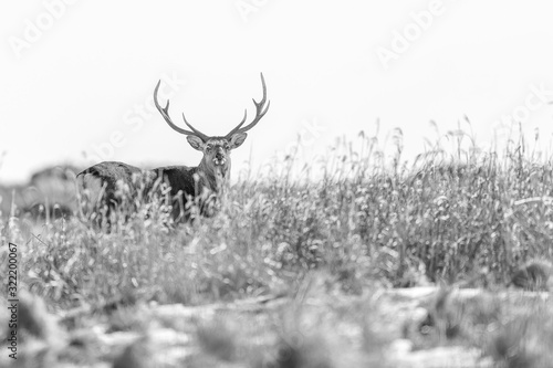 black and white portrait of a sika deer © Godimus Michel