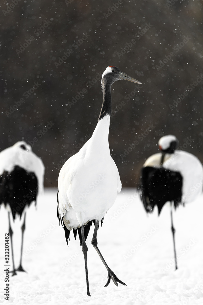 Obraz premium portrait of red crowned crane
