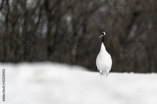 portrait of red crowned crane