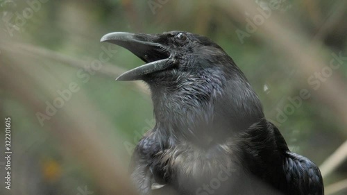 black raven close up