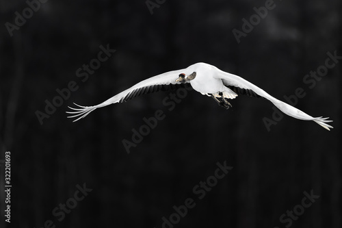red crowned crane flying over the dark forest