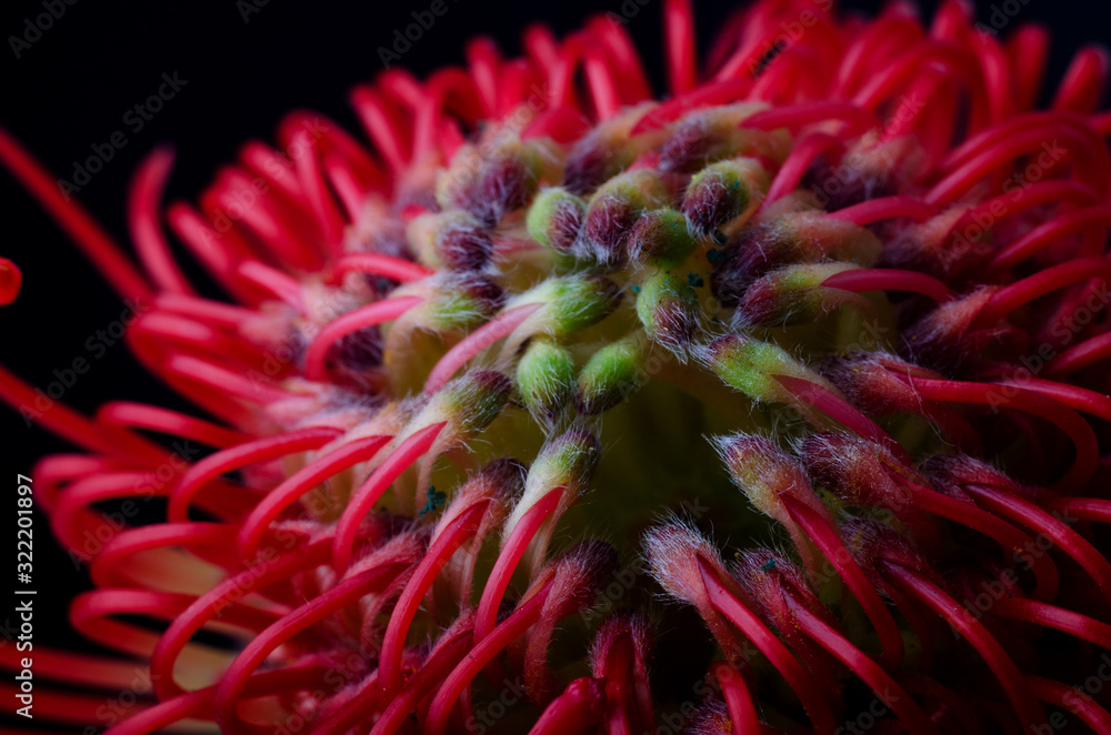 Leucospermum cordifolium, red pincushion-protea. Close up of a beautiful protea pincushion flower, symbol of strength, perseverance, prosperity. Leucospermum cordifolium, red pincushion-protea. Close up of a beautiful protea pincushion flower, symbol of strength, perseverance, prosperity.