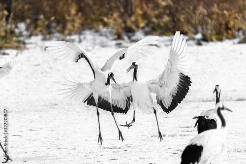 couple of red crowned crane dancing
