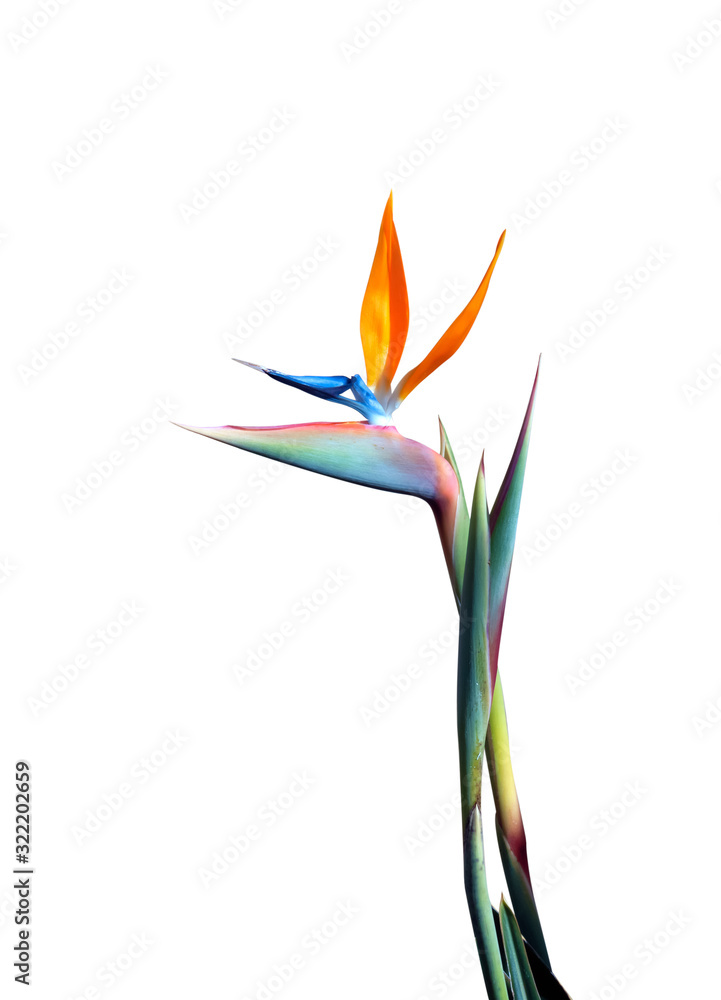 bird of paradise flower long stem isolated on a white background