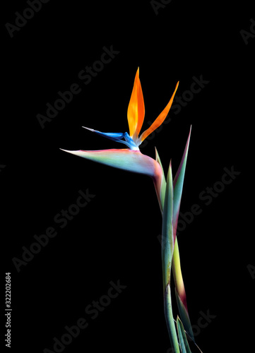 bird of paradise flower long stem isolated on a black background © Kort Feyerabend