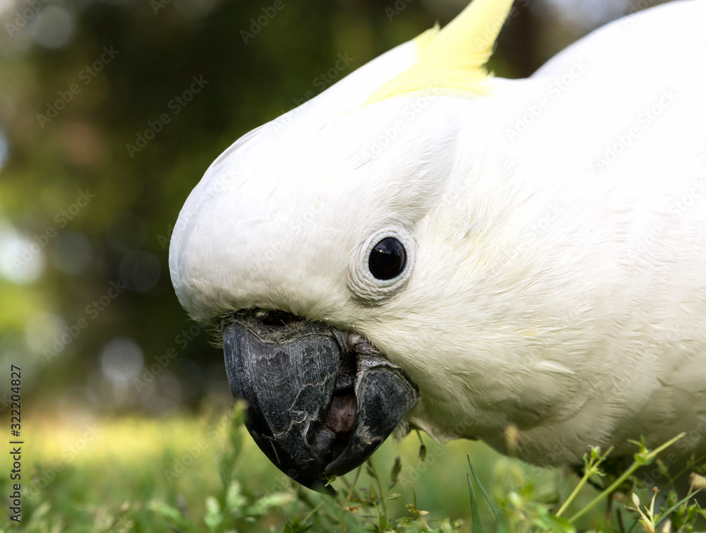 Australian Cockatoo, Sydney Australia Australian Cockatoo, Sydney Australia