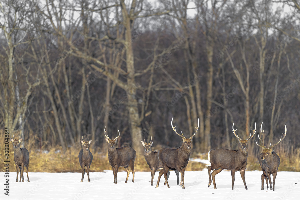 herd of japanese sika deer male in a snowy field herd of japanese sika deer male in a snowy field