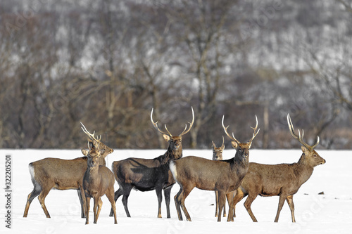 herd of japanese sika deer male in a snowy field