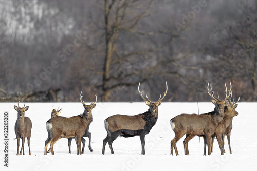 herd of japanese sika deer male in a snowy field © Godimus Michel