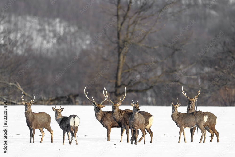 herd of japanese sika deer male in a snowy field herd of japanese sika deer male in a snowy field