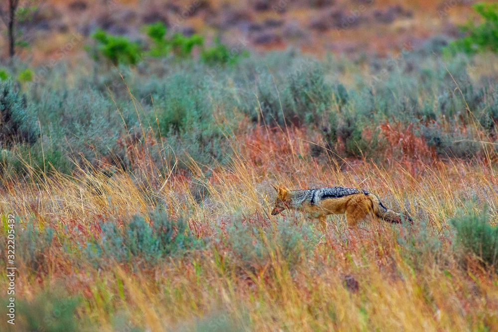 Black Backed Jackal South Africa Black Backed Jackal South Africa