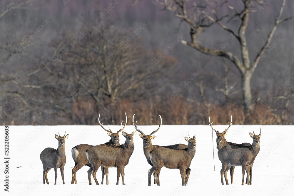 herd of japanese sika deer male in a snowy field herd of japanese sika deer male in a snowy field