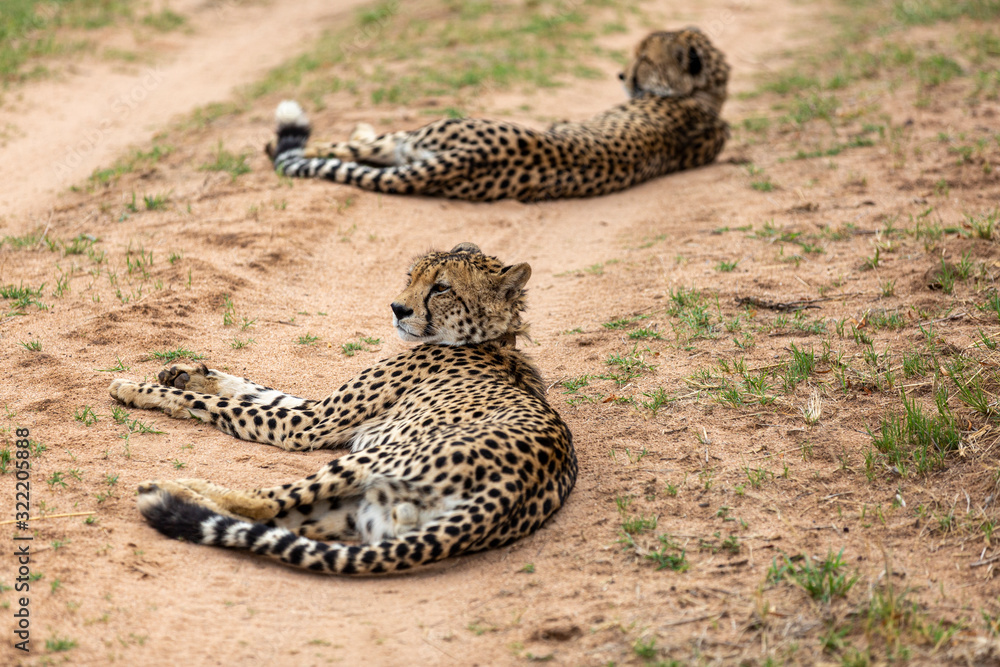 Cheetah, South Africa Cheetah, South Africa