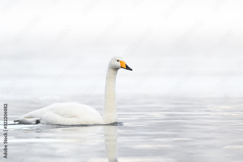 whooper swan in a white fog background portrait whooper swan in a white fog background portrait