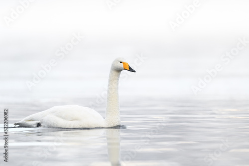 whooper swan in a white fog background portrait
