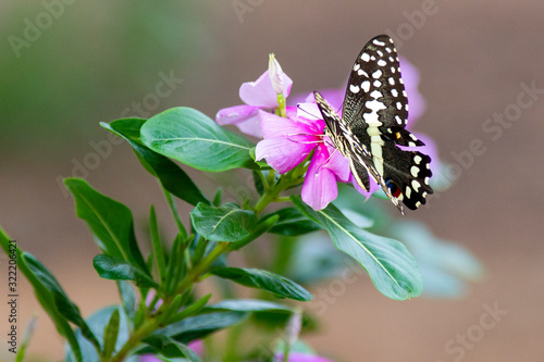 Butterfly on a flower photo