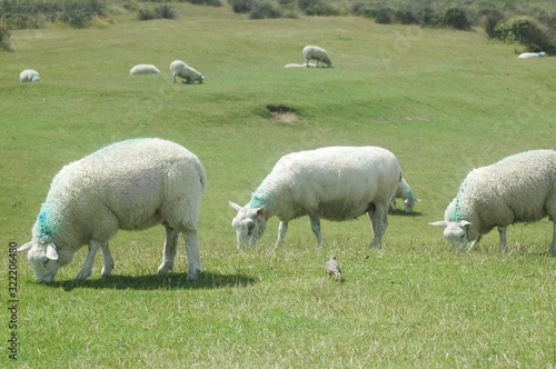 Sheep grazing outdoors on farmland on a bright sunny day