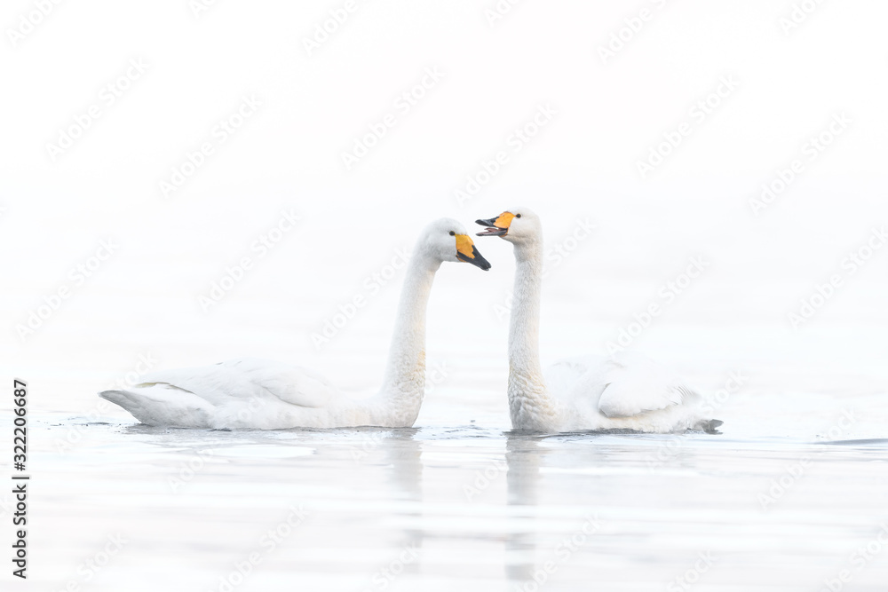 Obraz premium two whooper swan lovers dancing in a white fog background portrait