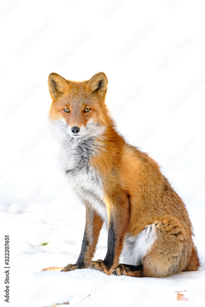 portrait of a Japanese red fox in the snow