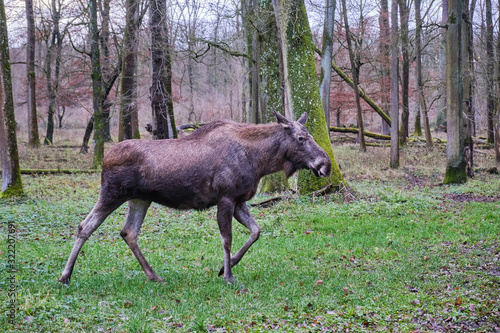 young moose walking in the forrest in the rain
