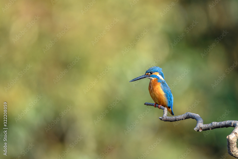 kingfisher standing on a branch kingfisher standing on a branch