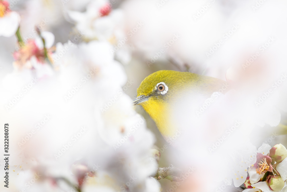 portrait of a japanese zosterops white-eye in blooming plum tree portrait of a japanese zosterops white-eye in blooming plum tree